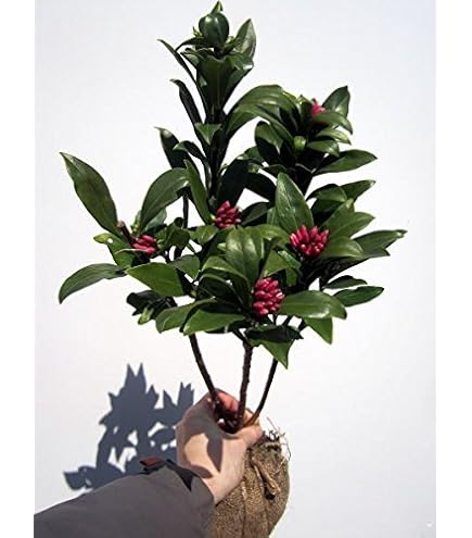 Amazon.co.jp: 赤・白の2本セット 沈丁花(ジンチョウゲ) 赤 30cm前後